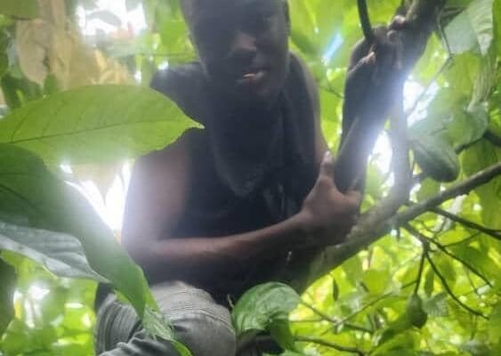 Ex-Special Adviser Expresses Concern Over Management of CRBC Cocoa Farm