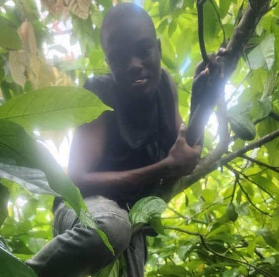 Ex-Special Adviser Expresses Concern Over Management of CRBC Cocoa Farm