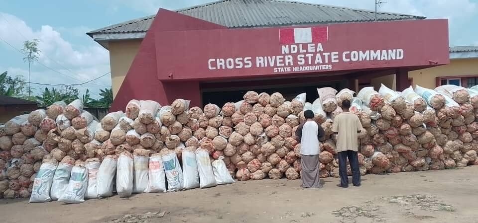 52-yr-old teacher, wife arrested for possessing 4,706kg of Indian Hemp in Cross River