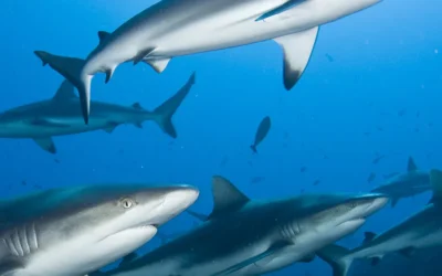 Sharks test positive for cocaine, caffeine in Bahamas