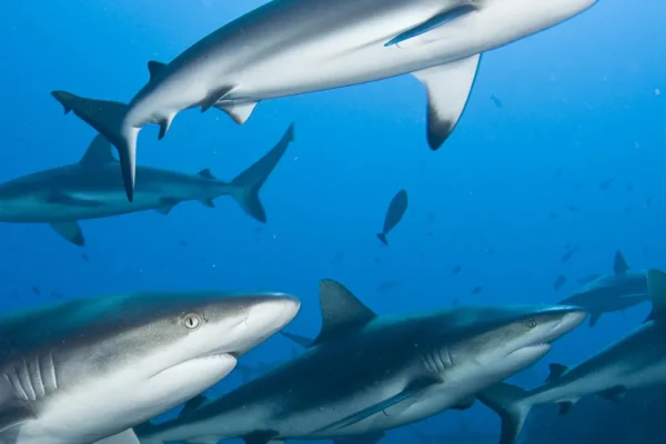 Sharks test positive for cocaine, caffeine in Bahamas