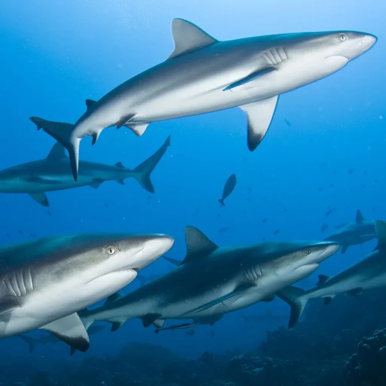Sharks test positive for cocaine, caffeine in Bahamas